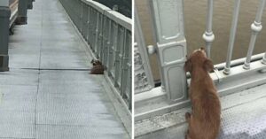 Loyale hond wacht 4 dagen op een brug in Wuhan nadat z’n baasje zelfmoord pleegt..