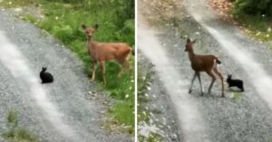 Leukste vriendjes ooit: hert en konijntje samen op stap.. “Bambi en Stampertje”