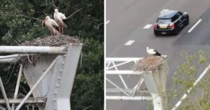 Ooievaarsnest zorgt voor flink wat problemen boven een snelweg in Meppel..