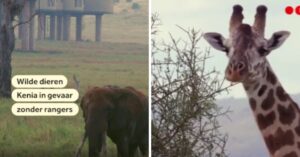 Nauwelijks safaritoerisme meer in Kenia. En dat is zorgelijk voor de dieren..