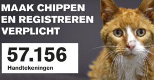 Petitie Dierenbescherming voor verplicht chippen van katten kan op veel steun rekenen