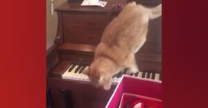 Arme kat stapt op de piano en schrikt zich te pletter van het lawaai!