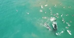 Nederlands stel maakt spectaculaire beelden van walvis die surfers weg slaat bij haar jong