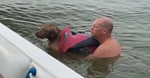 Zij redden een arme zwerfhond uit het water en plaatsen een oproep op Facebook…