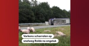 Zo’n 100 varkens lopen midden over de N33 nabij Drenthe