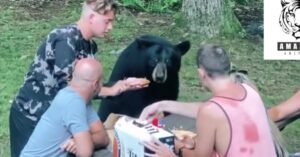 Wilde beer schuift aan bij familie picknick en vindt de boterhammen heerlijk!