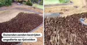 Win-win situatie: duizenden eenden lopen vrij rond en beschermen de rijstvelden..