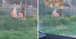 Hilarisch: man rijdt voorbij en ziet 2 honden chillen in de tuinstoelen..