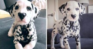 Dalmatiër pup verovert het internet met snuitje in de vorm van een hart!