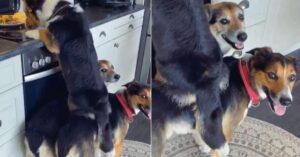 Corgi en stoute broertjes werken slim samen om etensresten te jatten