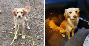 Arme hond wordt uit auto gegooid en rent meters achter het voertuig aan…