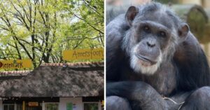 DierenPark Amersfoort schiet 2 chimpansees dood: “door menselijke fout”…