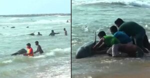 Mensen haasten zich om 100 walvissen te redden die zijn aangespoeld op het strand