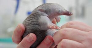 Baby mierenegel wordt gered na een aanval door vogels…