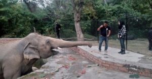 Cher reist af naar Pakistan om de ‘eenzaamste olifant ter wereld’ te helpen..