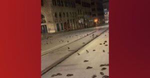 Honderden vogels liggen dood op straat na vuurwerk in Italië