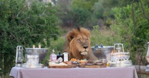 Nieuwsgierige leeuw jaagt bezoekers van een picknick weg en neemt zelf plaats