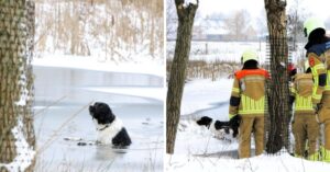 Arme hond in het Noord-Brabantse Haaren is door het ijs gezakt