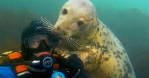 Deze man heeft het leukste beroep ter wereld: knuffelen met wilde zeehonden!