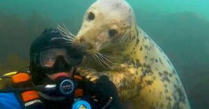 Deze man heeft het leukste beroep ter wereld: knuffelen met wilde zeehonden!