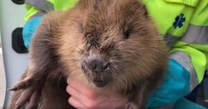 Dit is hoe een verkouden bever met longontsteking klinkt!