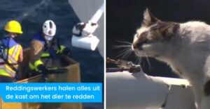 Reddingswerkers haasten zich naar een kat die vast zit op een lichtmast…