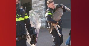 Agressieve hond in Breda valt z’n baasjes aan. En dat is niet de eerste keer..