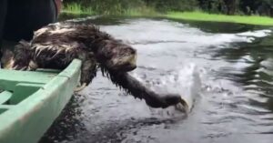 Schattige luiaard rijdt mee op een boot en speelt met het water!