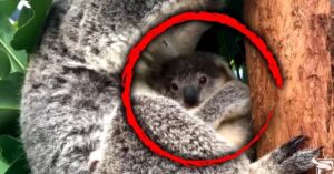 Dit is waarom de geboorte van deze koala zo belangrijk is