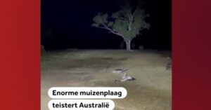 Gigantische muizenplaag in Australië: de beestjes zijn niet te stoppen..