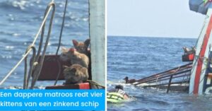 Deze moedige matroos redt 4 kittens die op een brandend schip zijn achtergelaten…