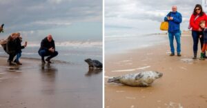 Kleine zeehond verschijnt op het strand van Noordwijk en is niet bang voor alle mensen