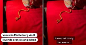 Vrouw uit Middelburg schrikt zich dood als ze een slang in haar bed vindt..