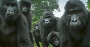 Babygorilla ‘spion’ wordt bij gorillafamilie geplaatst om ze te bestuderen