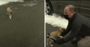 Weerman doet live verslag op straat. Dan onderbreekt een schattige puppy hem!