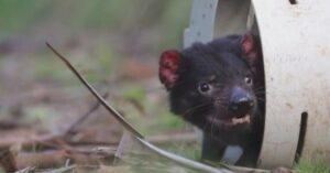 Eerste Tasmaanse duivels geboren in Australië in 3000 jaar