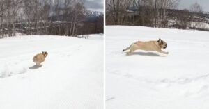 Franse bulldog heeft samen met baasje de tijd van z’n leven in de sneeuw