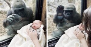 Gorilla en moeder met baby in haar handen delen bijzonder momenten