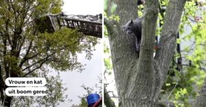 Vrouw uit Voorschoten gaat haar kat achterna die in de boom vast zit…