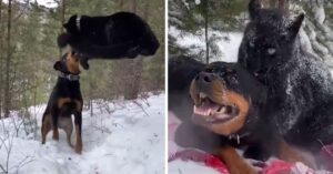 Ongekende vriendjes: een rottweiler en een zwarte panter!