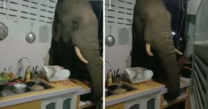 Vrouw kijkt gek op als er ineens een olifant in haar keuken naar binnen staart