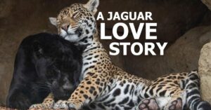 Dit is het Amsterdamse liefdesverhaal van de twee jaguars Neron en Keira