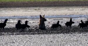 Arme hond is in de modder gezakt, kan geen kant op, en wordt omringd door gieren..