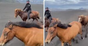 De natuur op z’n mooist: deze paarden rennen vrijuit rond op de IJslandse vlaktes..