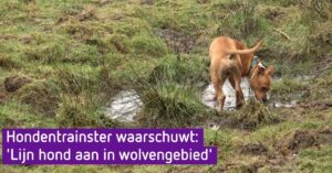 Hondentrainer waarschuwt opnieuw: ‘Houd je hond aan de lijn in wolvengebied’