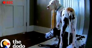 Verborgen camera legt vast hoe deze hond iets heel liefs doet voor z’n pleegbroertje..