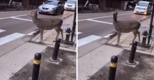 Dit hertje is wel heel erg beleefd en staat voor een zebrapad te wachten