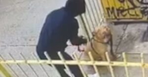 Verborgen camera betrapt eigenaar die z’n pitbull buiten een winkel vastbindt..