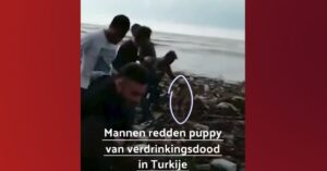 Turkse mannen zetten zich samen in om puppy te redden uit het water