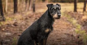 Verloren hond Pablo loopt 380 km om terug te keren naar huis…